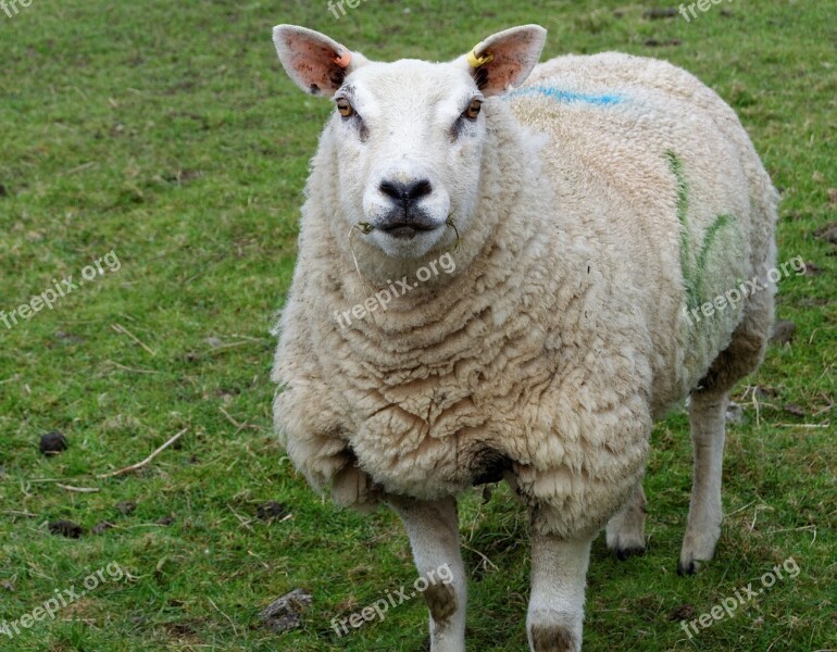 Sheep Grass Farm Nature Green