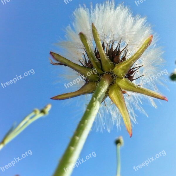 Plant Forest Flower Day Light