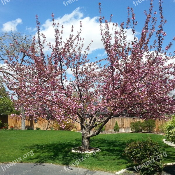 Cherry Blossoms Tree Pink Blooms