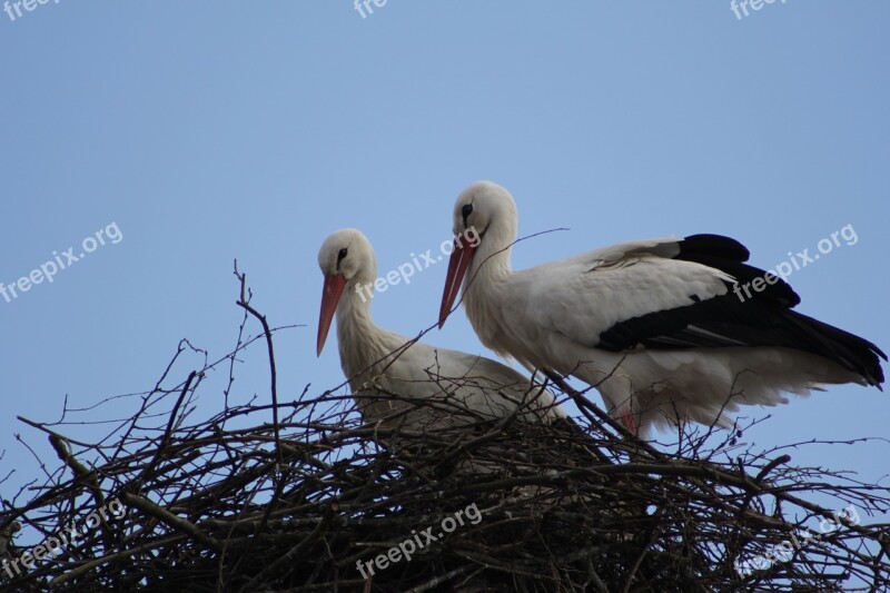 Stork Couple Horst Breed Free Photos