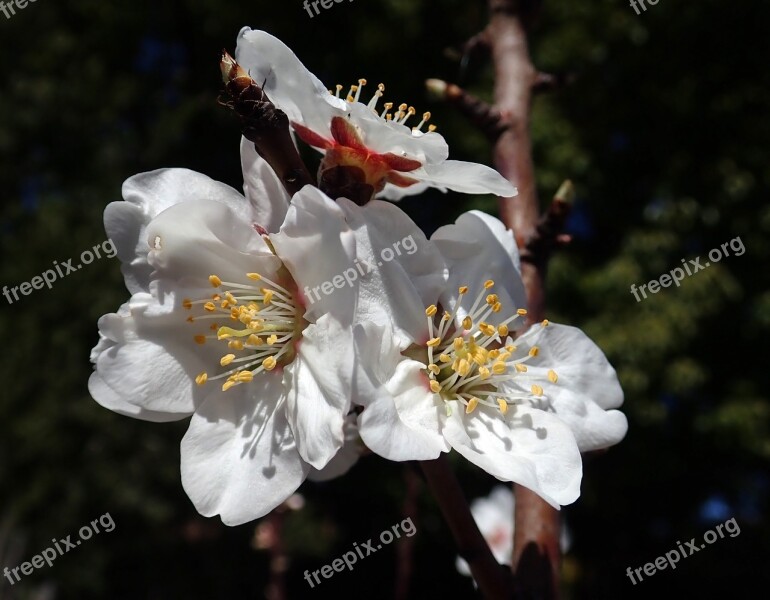 Blossom Almond Spring Flowers Garden Nature