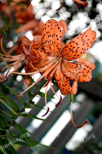 Lily Tiger Lily Orange Flower Garden