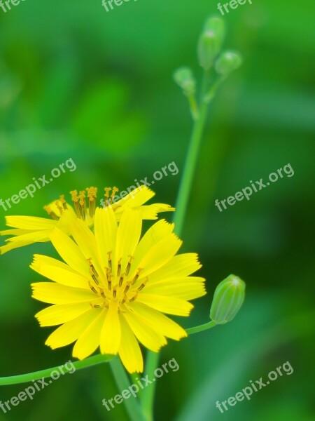 Nature Plant Flower Summer Leaf