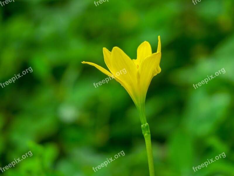 Stormy Blue Flower Natural Yellow Green