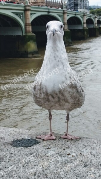 Waterloo Bird Seagull Thames Free Photos