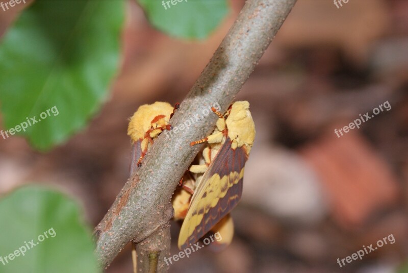 Mariposa Mating Casal Nature Wings