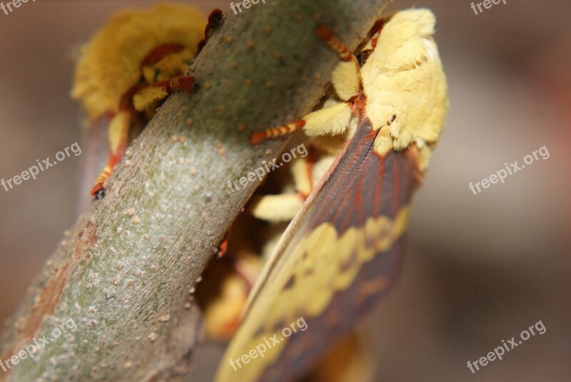 Mariposa Mating Casal Nature Wings