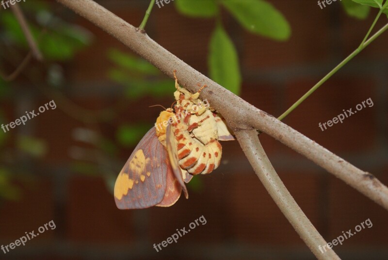 Mariposa Mating Casal Nature Wings