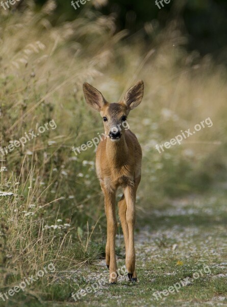 Deer Clumsy Bambi Free Photos