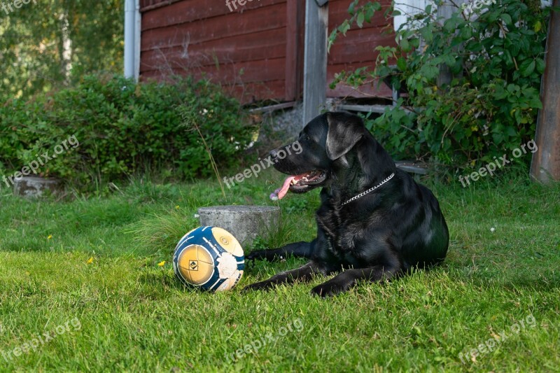 Dog Labrador Pet Retriever Cute