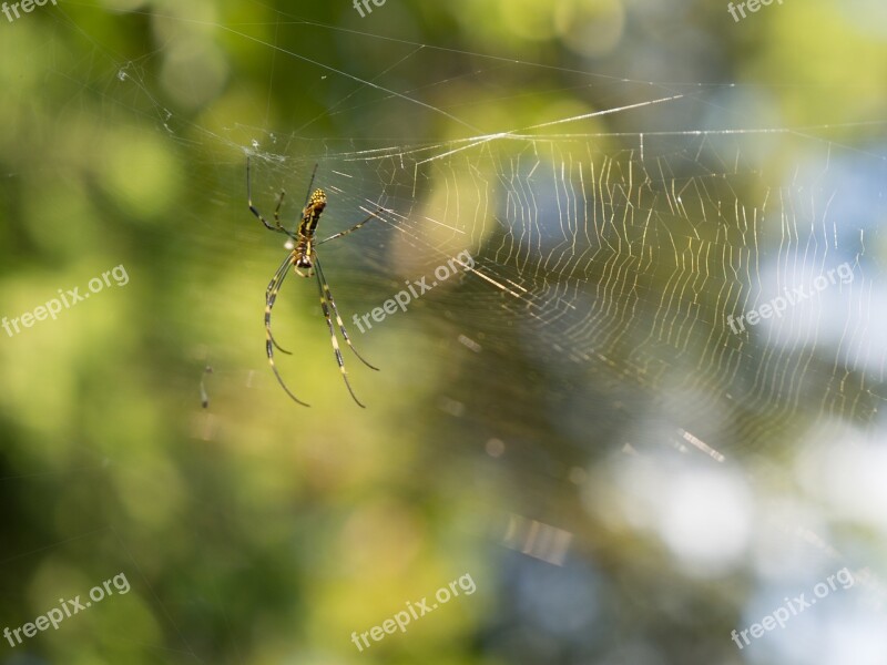 Spider Spider's Web Natural Cobwebs Insect