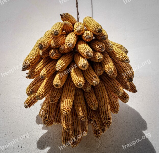 Corn Corn On The Cob Dried Corn Ornament Decoration