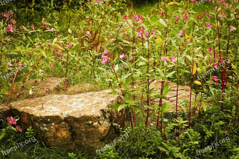 Landscape Flowers Nature Summer Plant