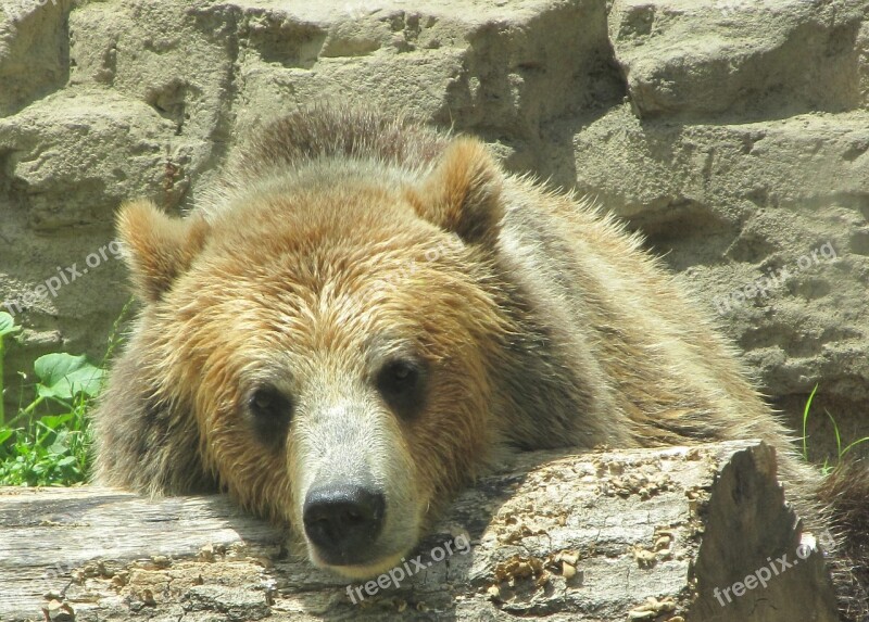 Bear Grizzly Nature Animal Mammal