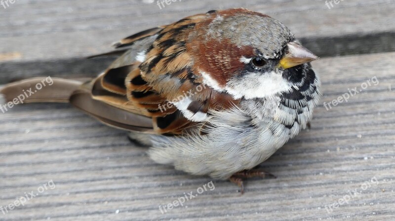 Sparrow Bird Sperling Plumage Cheeky