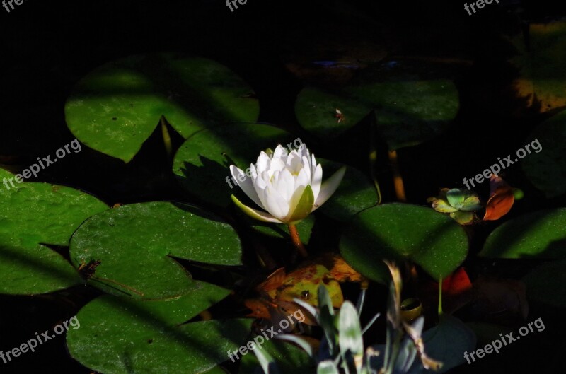 Flower Water Lilies Pond White Flower Free Photos