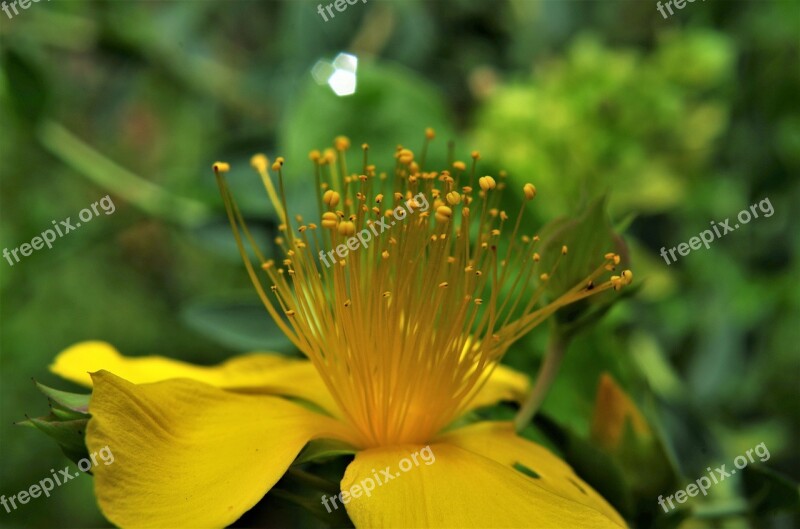 Flower Yellow Flower St John's Wort Stamens Macro