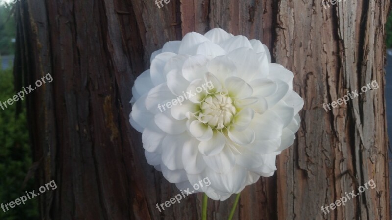 White Flower Tree Ruff Background