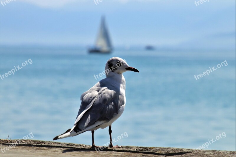 Seagull Bird The Horizon Blue Beach