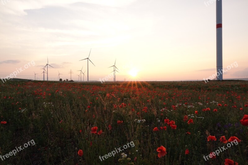 Field Of Poppies Sunset Poppy Nature Summer