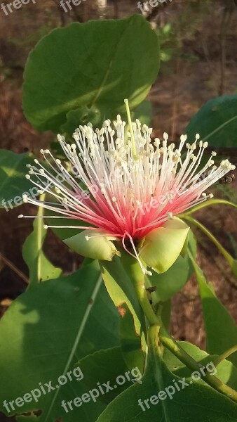 Cocky Apple Tree Blossom Australia