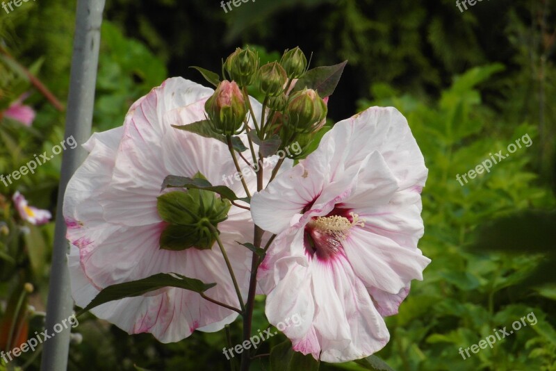 Hibiscus Flower Figure Garden Bar