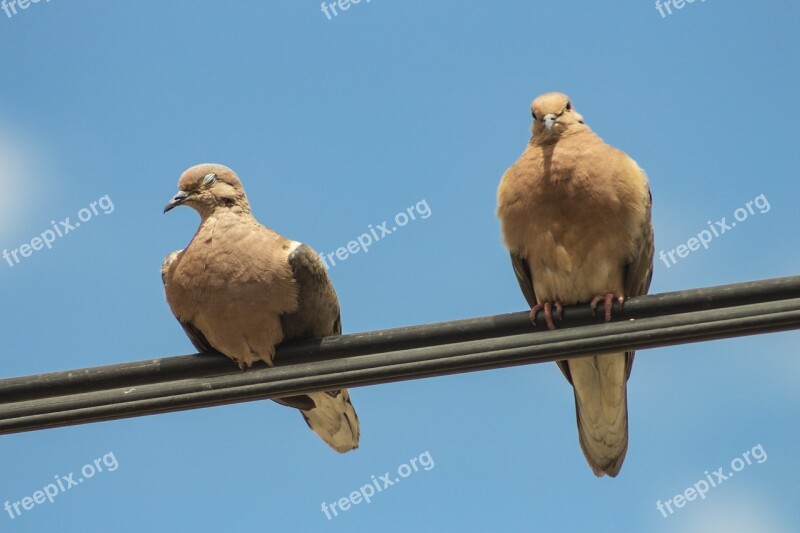 Streptopelia Turtur Turtledove Taube Colombe Zenaida Macroura