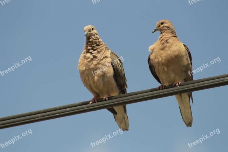 Streptopelia Turtur Turtledove Taube Colombe Zenaida Macroura