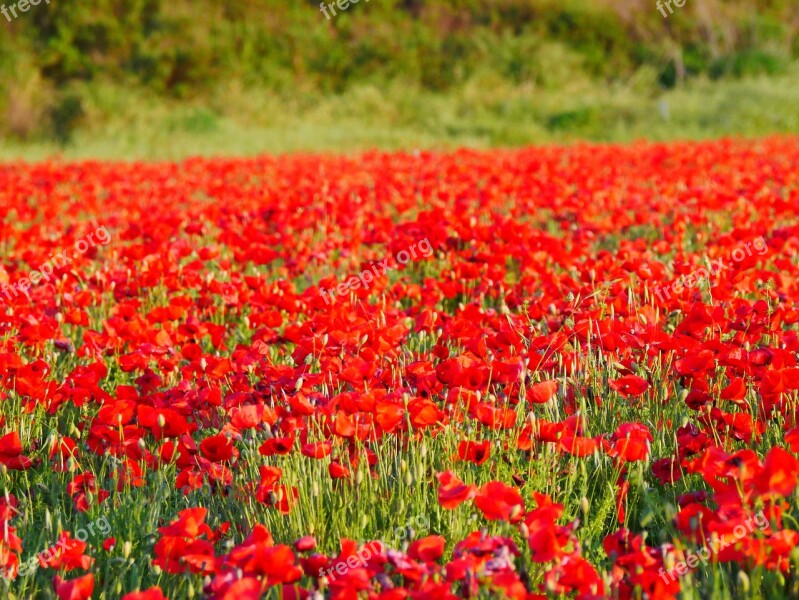 Red Poppy Plant Close Up Summer