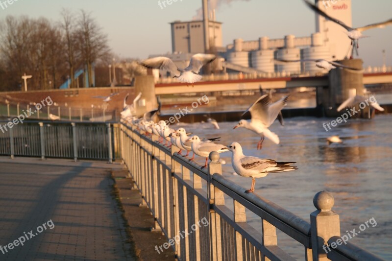 Bremen Weser Weir Sunset Free Photos