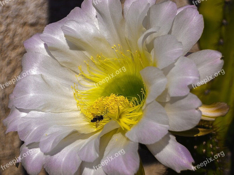 Delicate Flower Flower Of Cactus Bee Petals Free Photos