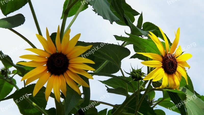 Flowers Sunflowers Summer Garden Nature