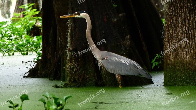 Bayou Bird Marsh Louisiana Wild