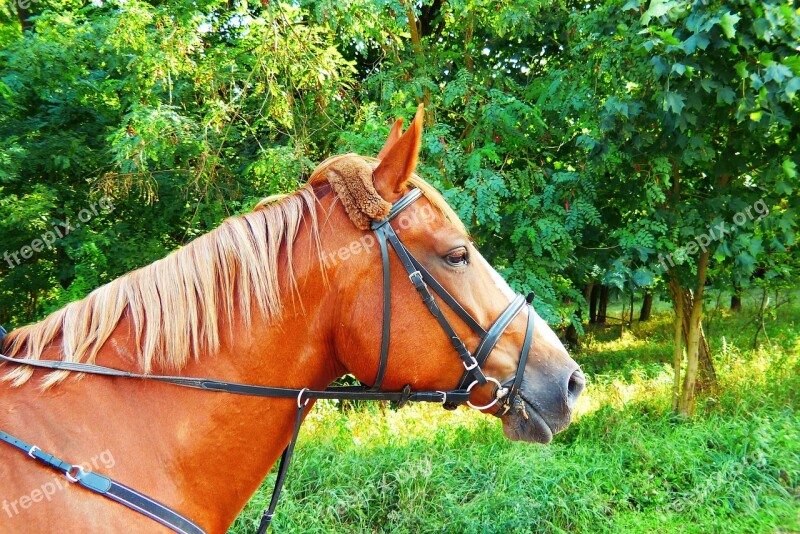 Mare Chestnut Profile Portrait The Horse