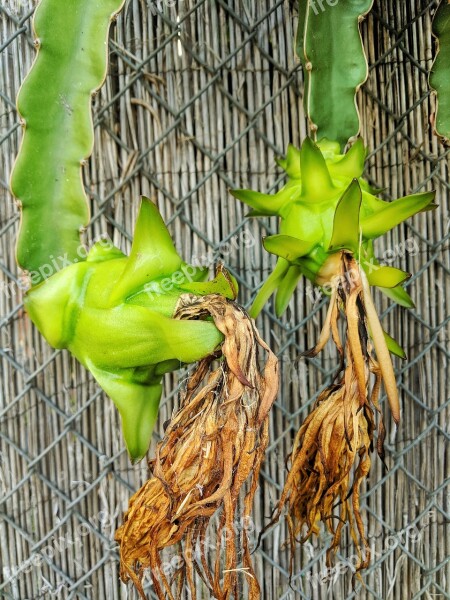 Dragon Fruit Fruit Unripe Plant Cactus