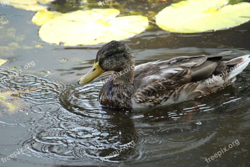 Nature Animal Duck Pond Swim