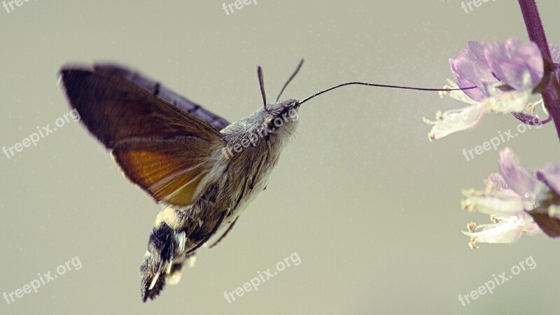 Butterfly Macroglossum Stellatarum Sphinx Hummingbird Insect Pollination