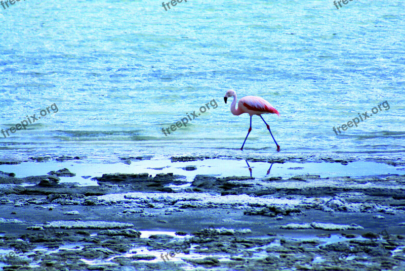 Flamingo Rosa Bird Feather Plumage