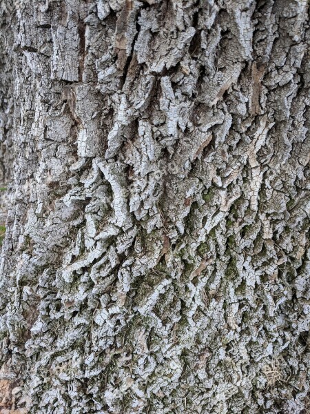 Tree Bark Grey Gray Texture Background Nature