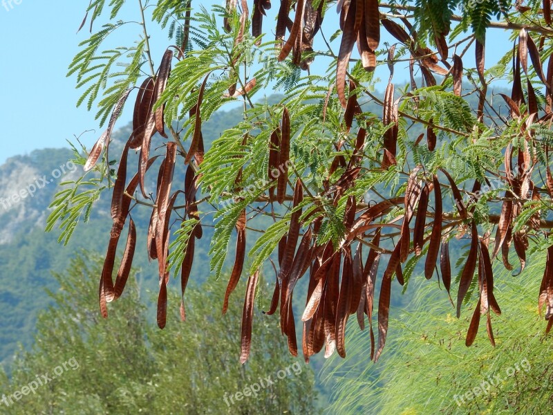 Plant Carob Medicinal Plant Fruits Cure