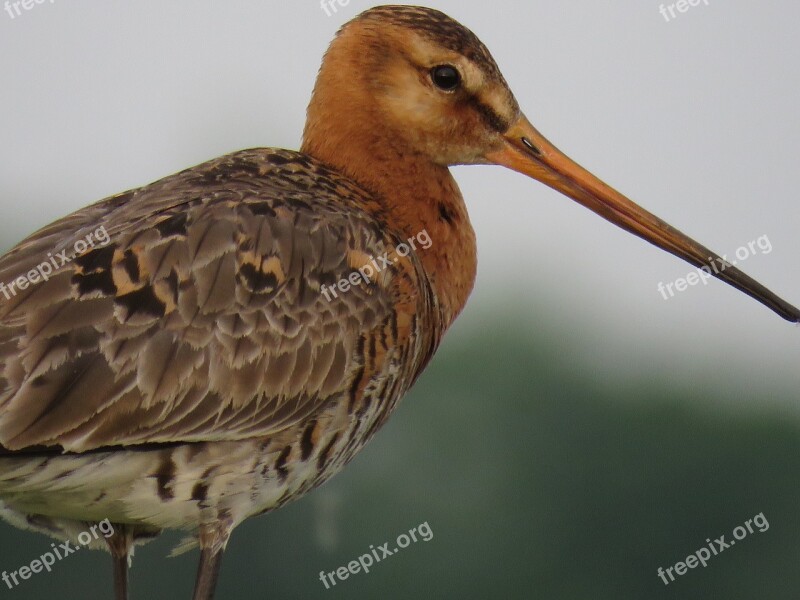 Black-tailed Godwit Bird Nature Free Photos