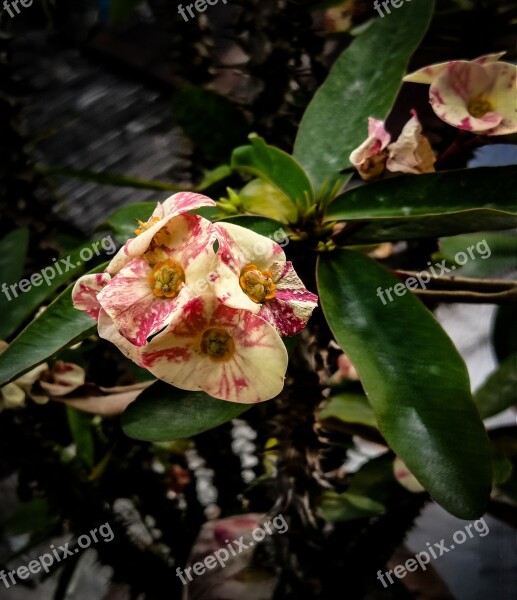 Crown Of Thorns Euphorbia Milii Flower Garden Peach