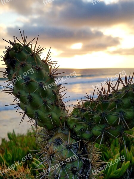 Cactus Ocean Sunset Cacti Clouds