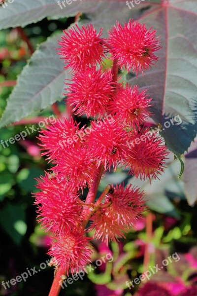 Castor Oil Plant Wonder Tree Toxic Red Seeds