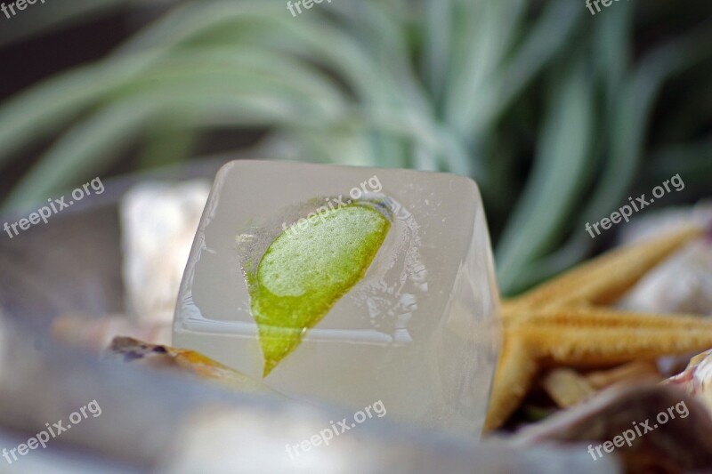 Lime Ice Refreshment Summer Cold