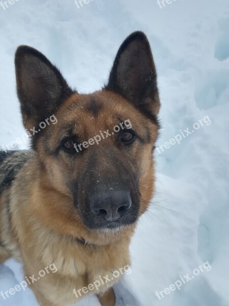 Dog Comfort Heat Training Snow