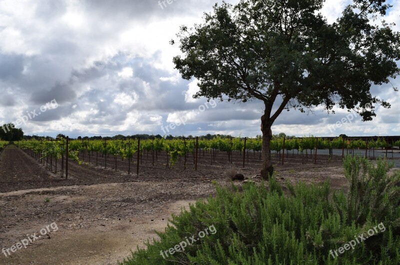 Vineyard Grapevine Grape Harvest Vines