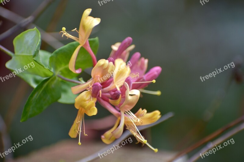 Honeysuckle Yellow Pink Flower Bloom