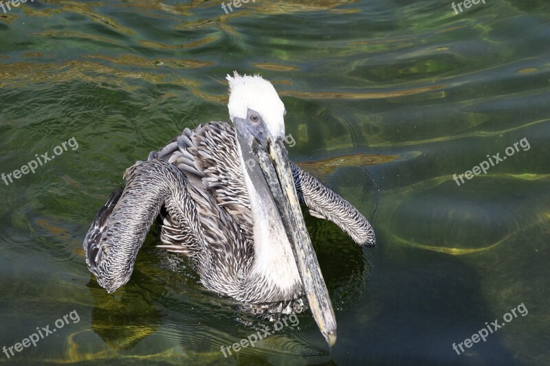 Animal World Water Bird Pelikan Schwimmvogel Plumage