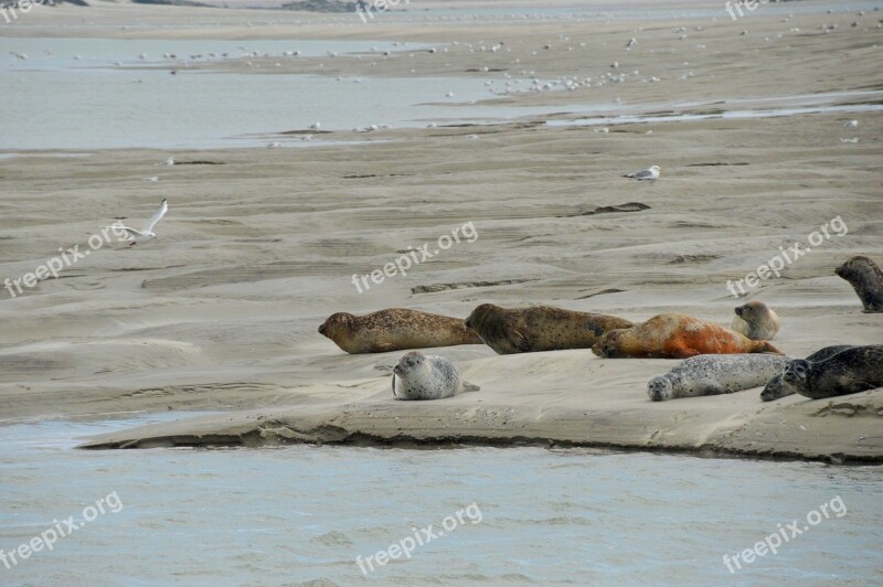 Sea Beach Berck Bay Of Authie Hauts De France